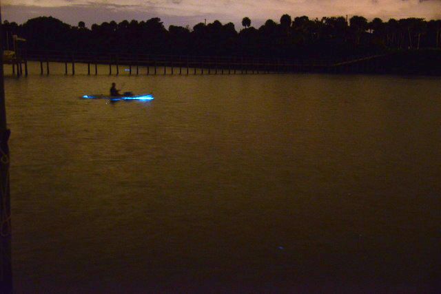 Photo from Edith Widder - Bioluminescent Kayaking Florida