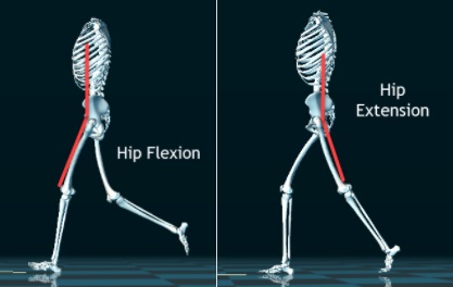 Hip Extension