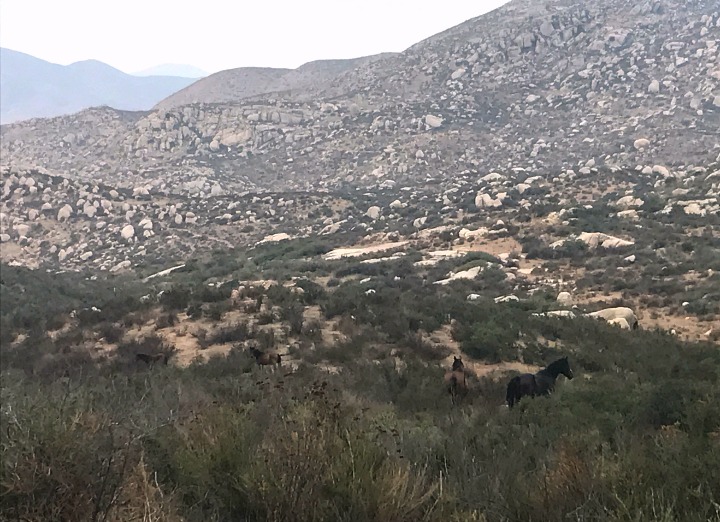 Wild horses on trail in mexico