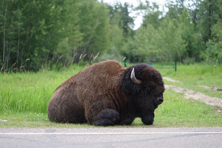 bison at elk nation park