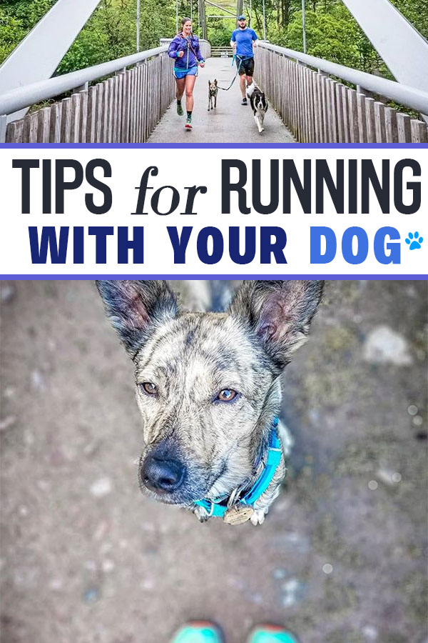 running a dog tips