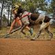 running dog leashes