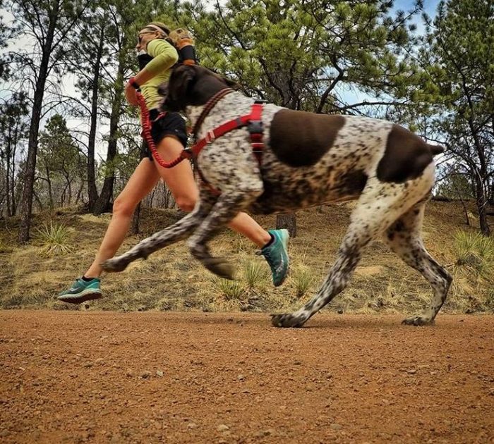running dog leashes