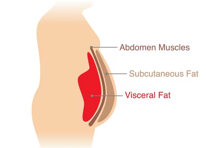 visceral body fat
