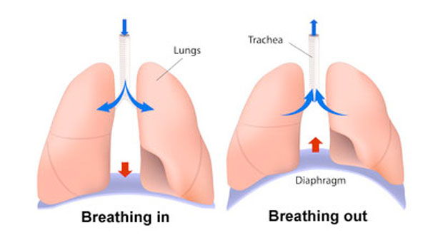 diaphragm breathing