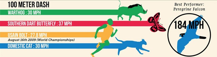 Humans vs animals running