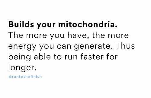 mitochondria