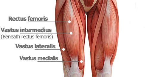muscles of the quads