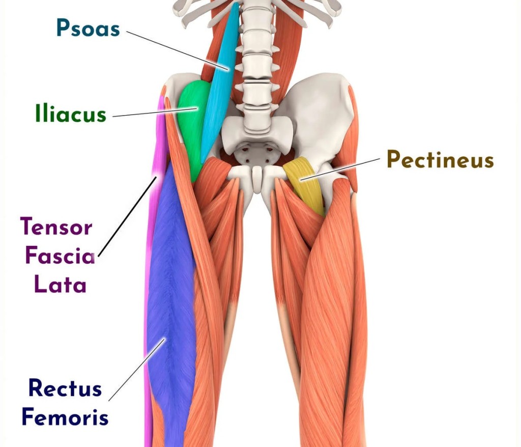 hip flexor muscles